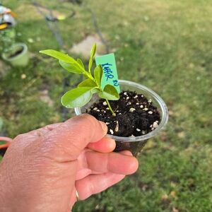 Key Lime Tree Seedling BUY 1 GET 1 FREE